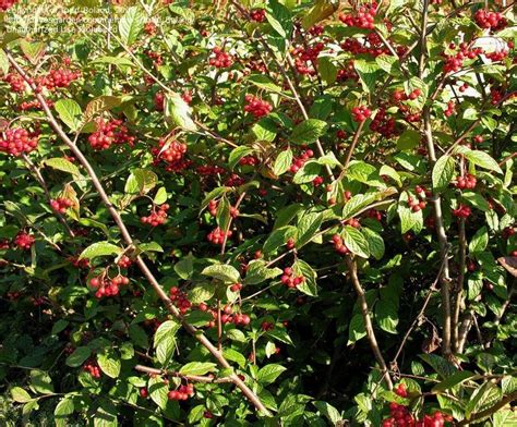 Plantfiles Pictures Cotoneaster Species Hollyberry Cotoneaster