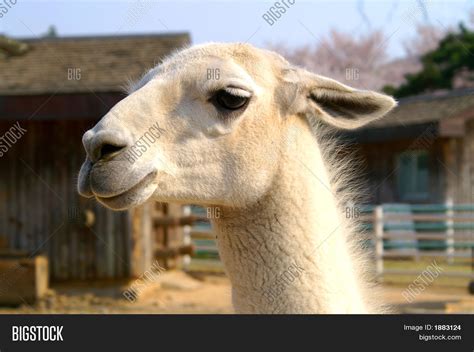 Llamas Portrait Image And Photo Free Trial Bigstock