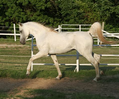 Trotting Stallion stock image. Image of equine, white, farm - 864297