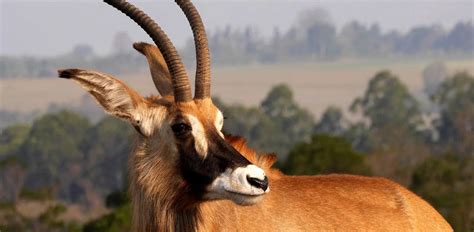 Antelope Characteristics Diet Facts And More Fact Sheet