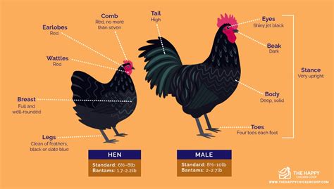 Australorp Chickens Everything You Need To Know