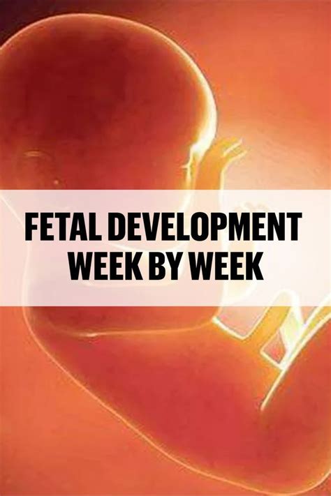 Fetal development week by week – Artofit