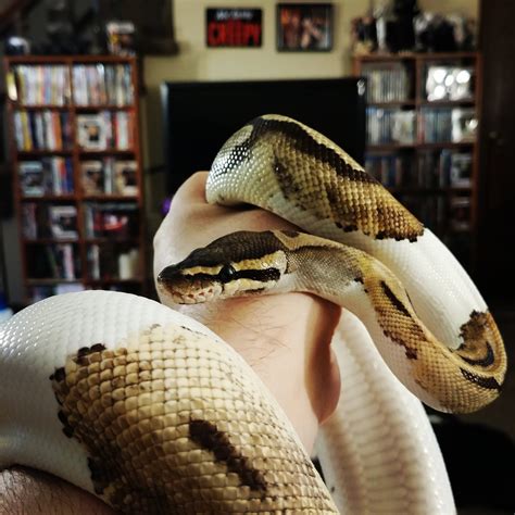 Lovely Lillith : r/snakes