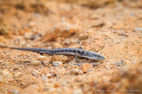 Alligator Lizard – Alexander S. Kunz Photography