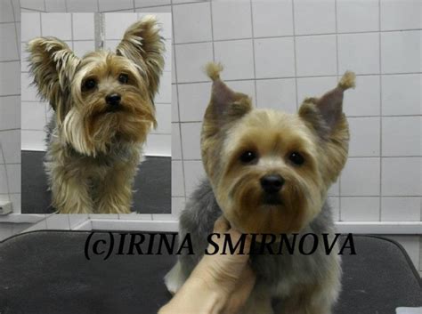 Pin by Elianar B. on Yorkshire terrier haircut | Pinterest