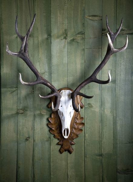 Print Of Hunting Trophy 14 Point Antlers Mounted Red Deer Antlers On