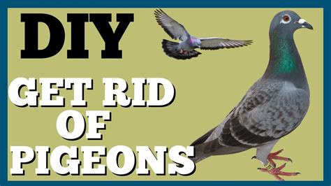 Trick To Get Rid Of Pigeons On Roof Dads Den Youtube