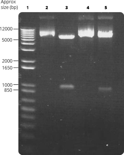 Team Nrp Uea Norwich Labjournal Floor July Igem Org