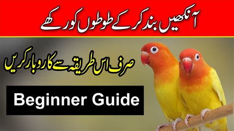 Love Birds Business In Pakistan How To Start Love Birds Business In