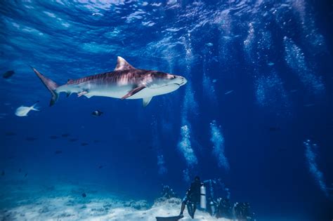 Diving In The Maldives Take The Tiger Shark Speciality Course