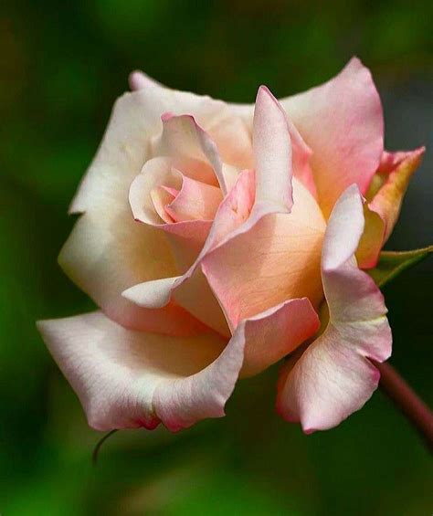 Pin by Ka Lista on РОЗЫ Beautiful rose flowers Rose flower pictures