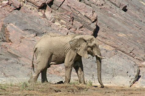 Desert Elephants Of Namibia Safari Consultants