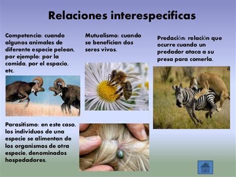 Ejemplos De La Relacion Interespecifica Brainlylat