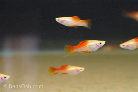 Pineapple Swordtail Xiphophorus Helleri Dan S Fish