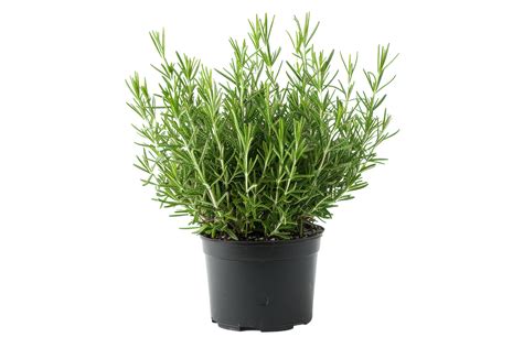 Rosemary Plant In Black Pot 48896725 Png