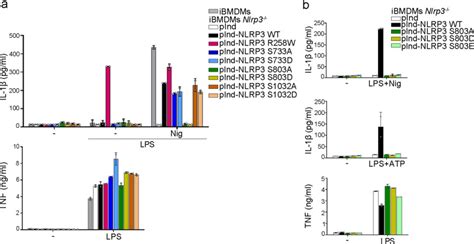nlrp phosphorylation   lrr domain critically regulates