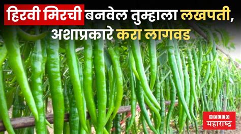 Green Chilli Cultivation हिरवी मिरची बनवेल तुम्हाला लखपती अशाप्रकारे करा लागवड Hello