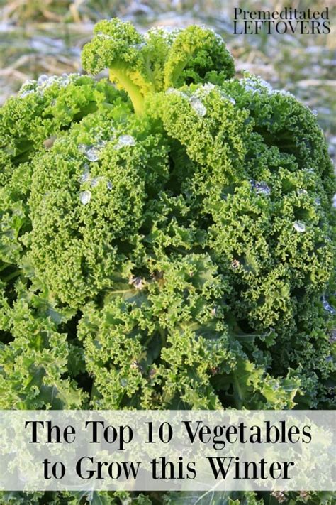 Top 12 Vegetables To Grow This Winter Frost Resistant Plants