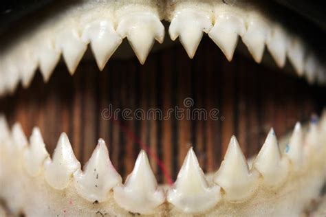 Piranha Teeth Close-up Royalty Free Stock Images - Image: 5006999