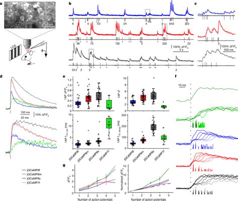 Simultaneous Electrophysiology And Imaging In The Mouse V In Vivo A