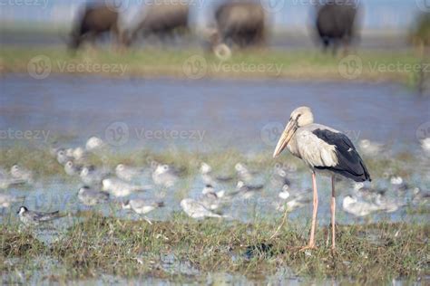 Birds live and swim in freshwater lakes, local birds in the world