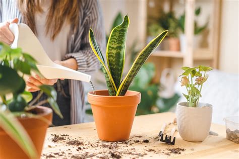 Snake Plant Care — How to Care for Snake Plants | Trusted Since 1922