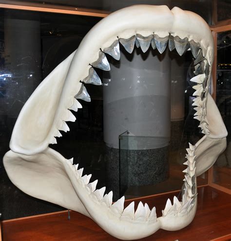 Carcharodon megalodon (fossil shark) (Tertiary; North Caro… | Flickr