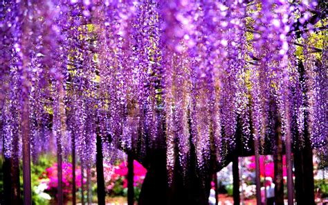 Wisteria Tree Wallpapers - Top Free Wisteria Tree Backgrounds ...