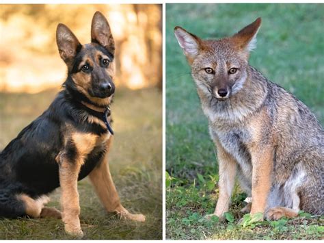 The First Known Hybrid Between A Dog And A Fox Was Discovered In Brazil