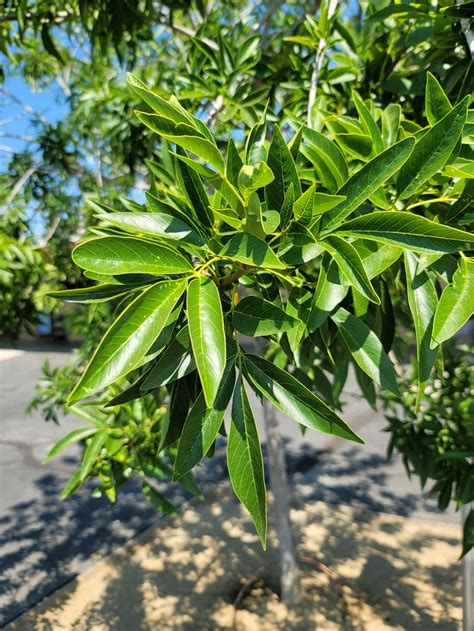 Help identifying this tree : r/arborists