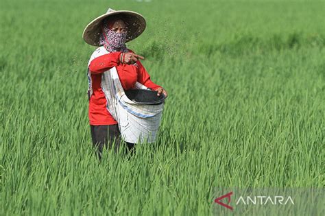 Pupuk Iskandar Muda Telah Salurkan 46 219 Ton Pupuk Bersubsidi Di Aceh