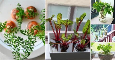 17 Best Herbs And Vegetables You Can Grow Indoors In Water