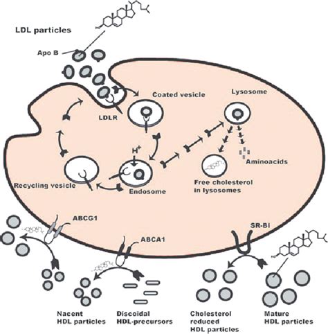 Lipoprotein cholesterol uptake and cholesterol efflux are mediated by ...