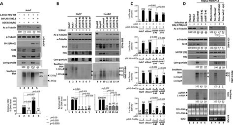 Inhibition Or Knockdown Of Sirt2 Reduces HBV Replication A Treatment