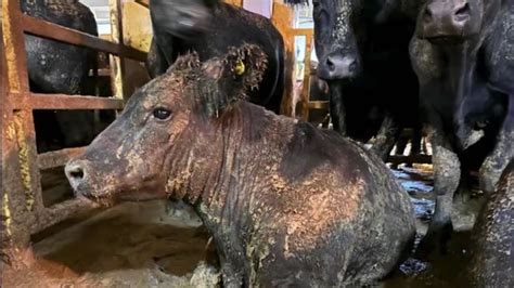 Starker Gestank In Kapstadt Tausende Rinder Harren Auf Frachter In