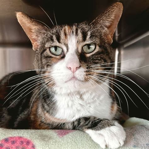 Volunteers explain how to meet the adoptable cats near me easily