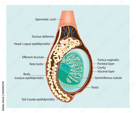 Cross Section Of The Testis Epididymis Stock Vector Adobe Stock