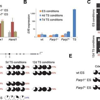 Identification Of Parp1 And Parp7 As ES Cell Associated Genes A