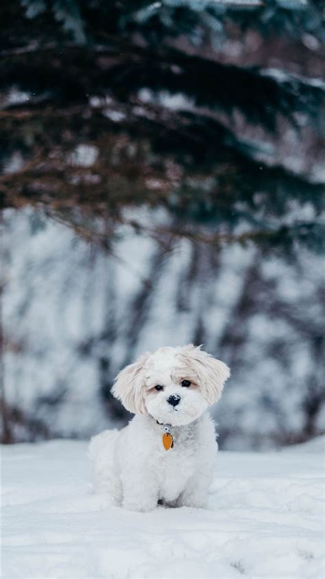 white dog standing on snow field beside tree iPhone 8 Wallpapers Free Download