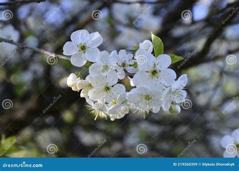 Close Up Of Sour Cherry Prunus Cerasus Blossoms In Spring Stock Image