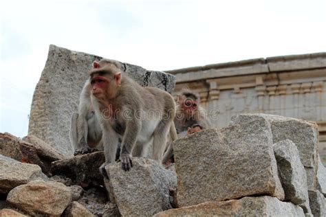 The Monkeys Roaming Around Virupaksha Temple Of Hampi Stock Image