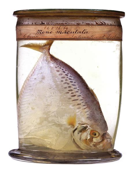 Preserved Moonfish Photograph by Natural History Museum, London/science ...