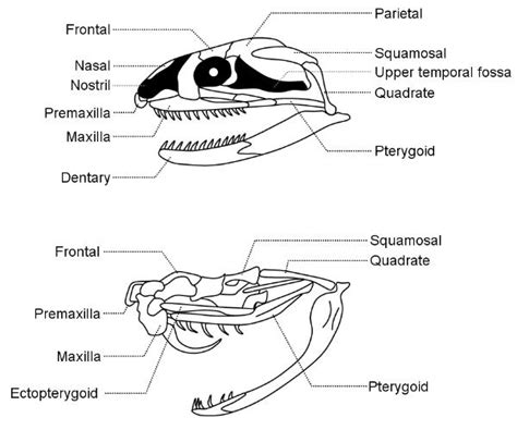 Snake Fang Anatomy