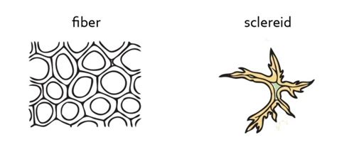 Difference between Fibres and Sclereids | Plant Science 4 U