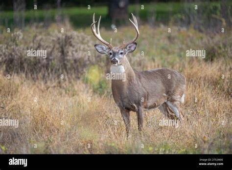 White Tailed Deer Odocoileus Virginianus Buck In Autumn Stock Photo