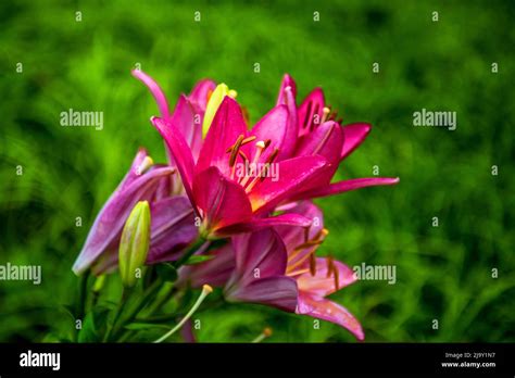 The beautiful pink lily,Lilium longiflorum Thunberg in garden Stock ...