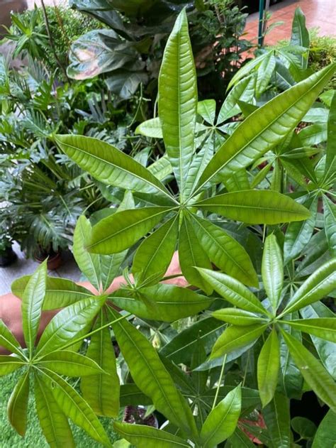 Money Tree Leaves Turning Brown With Easy Fixes Plants Craze