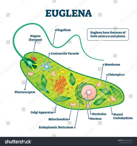 Euglena Vector Illustration Labeled Microorganism Structure And