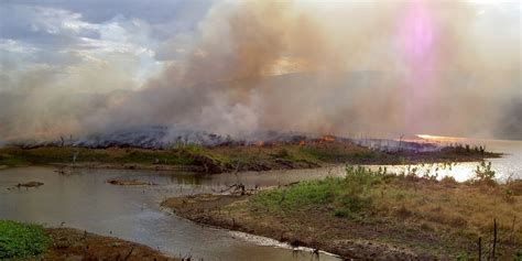 Deforestation Could Turn Amazon Rainforest Into Arid Savanna Within