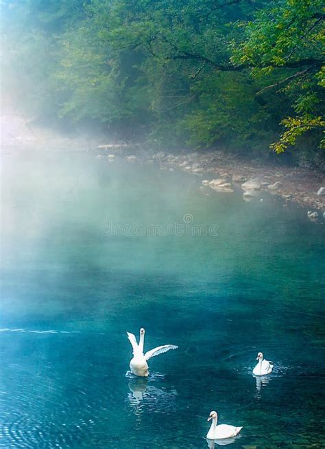 White Swan Stock Photo Image Of Blue Fall Morning 72519352